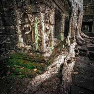 建筑学灵地点柬埔寨旅游目的地暹粒TaProhmTempleAngkorWat综合建筑群的巨型山顶树根图片