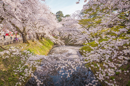 扑通2014年月8日本青森参观广崎城堡公园的旅游者们宽敞的公园中有美丽的粉红樱花盛开文化晴天图片