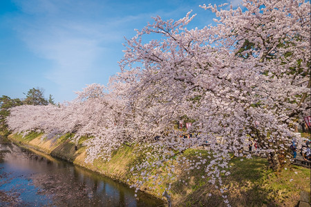 宁静2014年月8日本青森参观广崎城堡公园的旅游者们宽敞的公园中有美丽的粉红樱花盛开景观美化亚洲图片