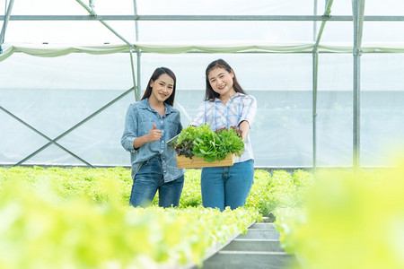 采摘新鲜蔬菜的年轻女孩图片