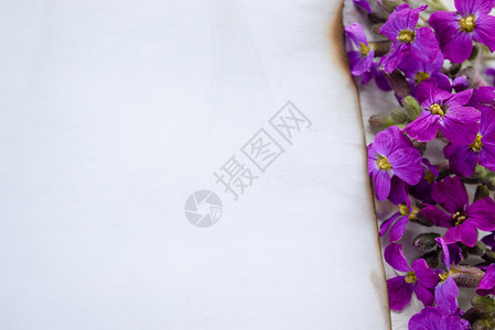 郁葱空的平坦白纸在边缘烧焦紫花从边离开室送来文字取出概念背景白色纸在边缘烧焦紫花从边离开室送来文字取出图片