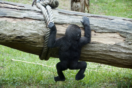 盯年轻的小宝贝大猩在爬树上玩游戏婴儿动物园图片