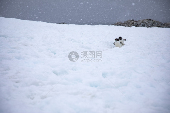 动物埃塞尔斯平金两只企鹅在高速公路上穿过寒冷的风景下着许多雪和陡图片