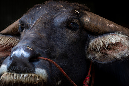 肮脏的泰国沼泽水牛用于农业和肉东南亚的家庭水牛用于耕种稻田水牛保护概念家畜动物用于耕作水牛保护奶草案图片