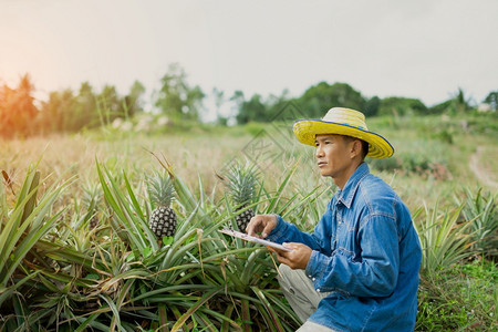 采用叶子持有平板的商人农民在菠萝田进行检查智能农户概念使用技术互联网和信息来进行决定智能农户概念使用技术互联网和信息司机图片