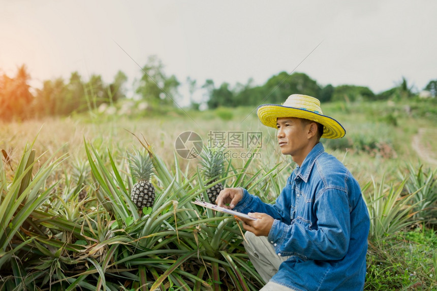 采用叶子持有平板的商人农民在菠萝田进行检查智能农户概念使用技术互联网和信息来进行决定智能农户概念使用技术互联网和信息司机图片