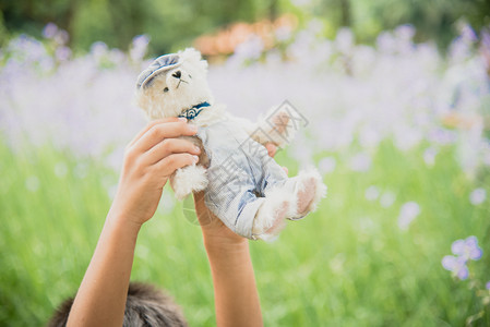 坐在公园院子的泰迪熊与白花和绿草一同坐落在公园院子上充满活力放松优质的图片