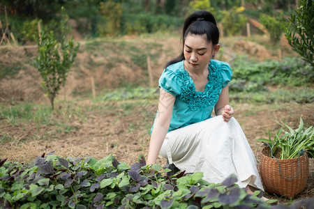 她的蔬菜花园中妇女美丽年轻园艺女亚洲她有一个篮子在菜园中收获新鲜的菠菜蔬红阿马拉尼特蔬菜科学名称Amaranthus三色人们农民图片