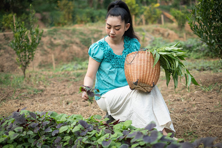 她的蔬菜花园中妇女美丽年轻园艺女亚洲她有一个篮子在菜园中收获新鲜的菠菜蔬红阿马拉尼特蔬菜科学名称Amaranthus三色植物姓名图片