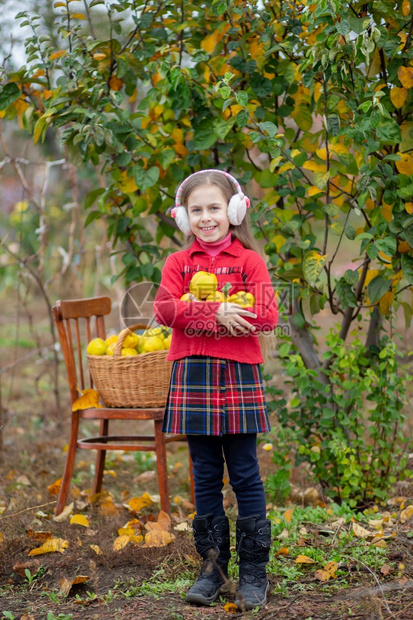 新鲜的黄色桲可爱姑娘从树昆斯秋天收获中集五分在花园里收集全篮子五分在农场上种植有机水果可爱的姑娘从树上收集五分图片