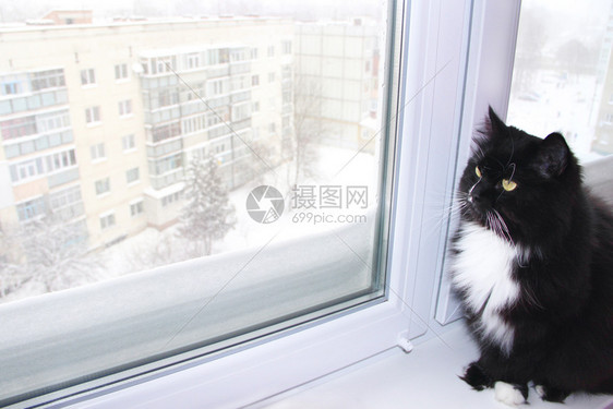 在后面气象镇窗外美丽的黑猫窗外下雪的冬天落在窗外美丽的黑猫图片
