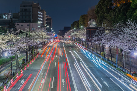 亚洲人日本东京2014年3月日本交通灯线穿过东京中市街道人行上有樱花树活动旅行图片