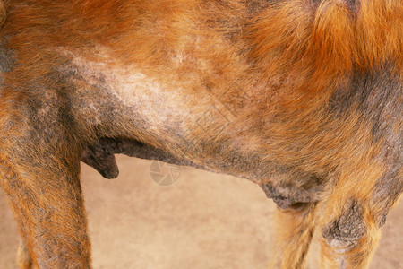 治疗肮脏的流浪狗生病皮肤炎感染麻风病伴有脱发问题和皮肤结痂真菌病原体脏蜱跳蚤宠物健康问题概念生病的承包图片