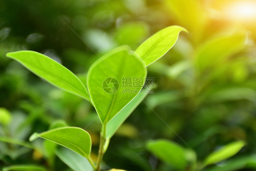 明亮的绿色叶背景自然设计图案模式复制了自然特紧闭的克罗佛日时物种丰度背景的美直接高于新鲜状态全框架绿色颜增长高角度视野叶子使自然图片