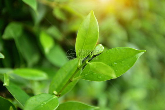 健康多于绿色叶背景自然设计图案模式复制了自然特紧闭的克罗佛日时物种丰度背景的美直接高于新鲜状态全框架绿色颜增长高角度视野叶子使自图片