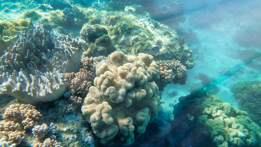 冲绳州气候昆士兰大堡礁水下世界的美丽珊瑚群图片