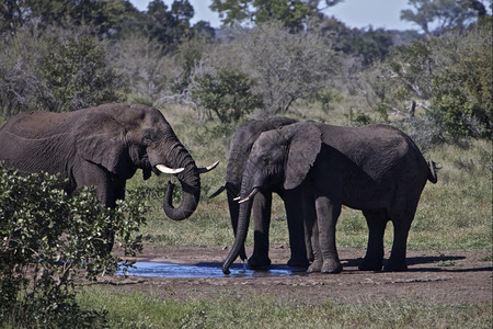 南非克鲁格公园Kruger公园的非洲大象牧群与耳塔斯克和特伦人一起站在南非Kruger公园的一个水井饮用和干草纳热潮中与水玩耍干图片
