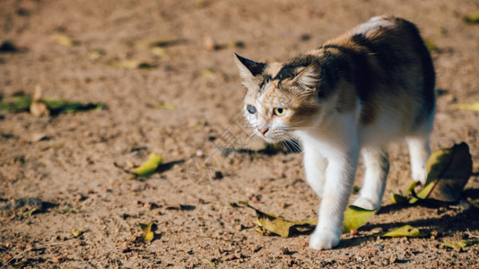 行走的流浪猫图片