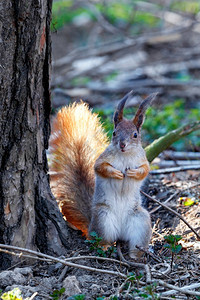 一只橙色的松鼠站在一棵大树附近的后腿上并用有兴趣的垂直图像看前面复制空间一个好奇的橙色松鼠站在其后腿上从树面望出来公园乌克兰喂食图片