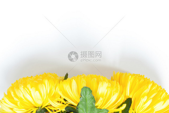 白色背景上充满活力的黄色菊花平坦的横向底部姿势并配有贺卡社交媒体送花母亲日妇女的复制空间夏天布局信息图片