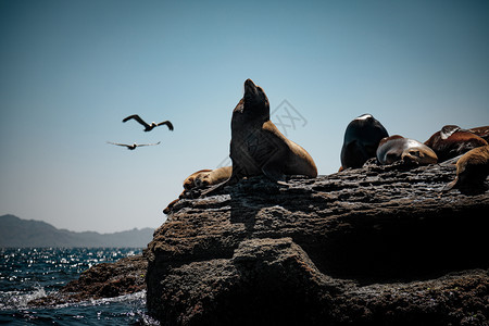 结石放松墨西哥加利福尼亚州湾下州科罗纳多岛岩石上躺着的Zalophouscalifornianus图片