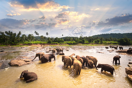 大亚洲象在日落的天下河里放松和洗澡在斯里兰卡野生动物中奇迹般的生态种品纳瓦拉图片
