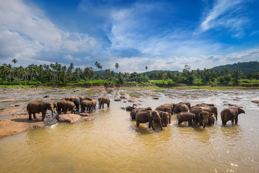 家庭冒险大亚洲象在日落的天下河里放松和洗澡在斯里兰卡野生动物中奇迹般的日出图片