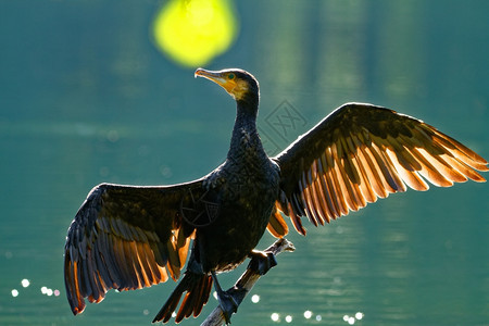 美丽的靠近波兰秋天BoryTucholskkie公园奥斯特罗湖在Chojnice镇附近BlackCormorant坐在树枝和干燥图片