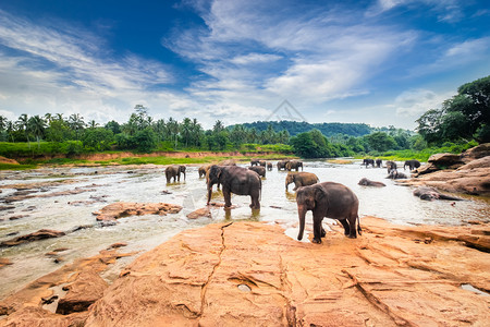 洗涤景点动物群大亚洲象在蓝色阳光明媚的天空下河里放松和洗澡在斯里兰卡野生动物中神奇图片