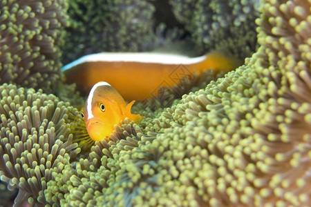 水下的橙色臭鼬小丑鱼Amphiprionsandaracinos壮丽的海葵RitterianemoneHeteractismag图片