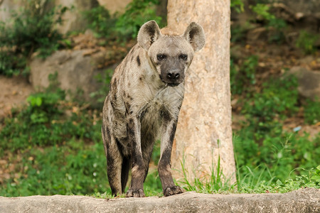 肉食动物丑陋有斑点的HyaenalookHyaena是最大的土狼类型Polkadot土狼与普通的相似但更大的野狼体重量可达607图片