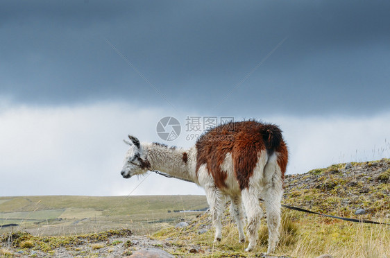 经过户外羊毛Llama是土生长的南美骆驼自哥伦比亚前时代以来被安第斯文化广泛用作肉类和包装动物在厄瓜多尔捕捉的Llama是土生长图片