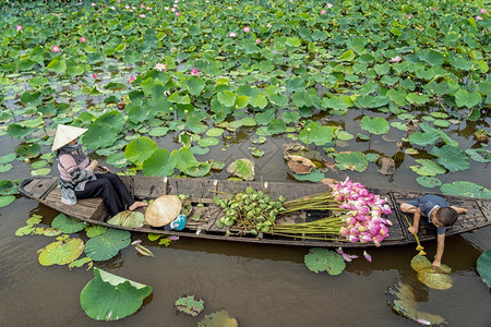 夏天景观农民越南男孩与母亲一起玩耍在传统木船上搭乘母将粉红莲花留在大湖ThapMuoidongThap省vietnam文化和生活图片