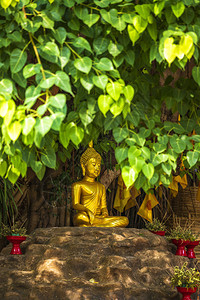 建筑学菩提平底锅位于泰国北部清迈的佛教寺庙在渡泛涛的Bodhi树下是泰国北部清迈的一个佛教寺庙图片
