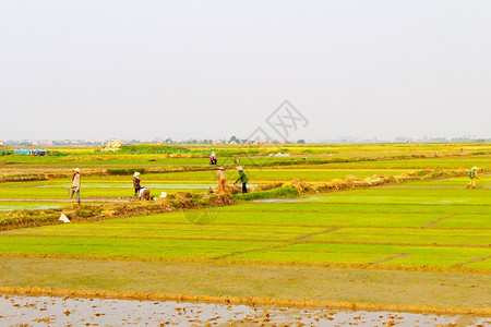 2013年6月日在越南海东HaiDuong6月2日名女农民向稻田供水挂杨流走图片