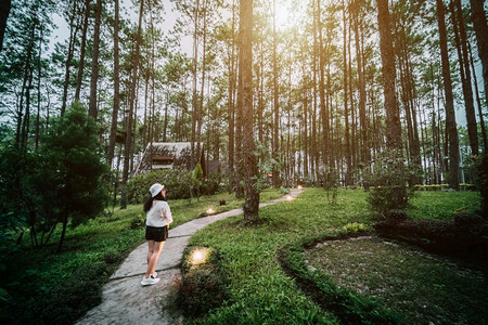 独自的白色由在泰国清迈县DoiBoLuang森林公园自然足迹上的松树林木小屋绿中身着白衣戴帽子的亚洲女观光游客站立在松树小屋内图片