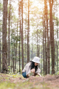 在泰国清迈县DoiBoLuang森林公园自然足迹上的松树林木小屋松林绿中身着白衣戴帽子的亚洲女观光女游客站立在松树小屋内图片