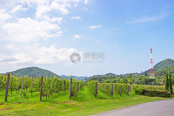 藤蔓在湖边和山上附近的葡萄农场和花园白天是明亮的空琼布里省帕塔亚最受欢迎的旅游胜地农村户外图片