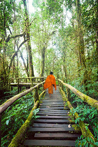 在薄雾热带雨林的木桥上佛教和尚在茂密热带雨林中太阳束穿过丛林风景中的树木闪耀着阳光在泰国DoiInthanon公园旅行的背景亚洲图片