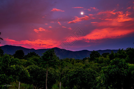 红色和紫的月光照耀雨林远处的满月长相照片一种景观工作图片
