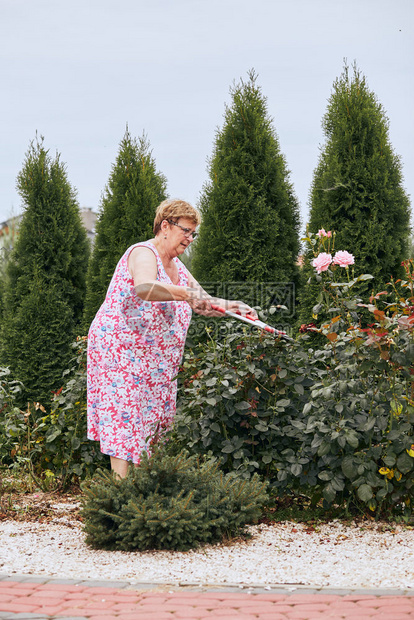 男生育儿绿色在一个家庭花园工作的成熟女人修剪玫瑰花丛的人真实的时刻情况图片