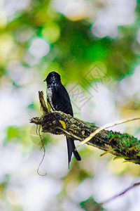 黑色的德龙戈在树枝上一小只垂青鸟黑色的德龙戈全身毛发都是黑尾巴尖像鱼动物喙粗糙的图片