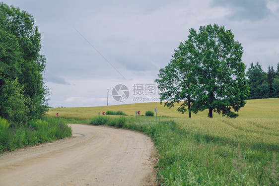 食物景观乡村的2019年7月日拉脱维亚Cesis市谷物田路边有树图片