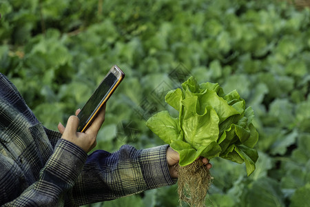 年轻的农民拍下手机中一些生长蔬菜水栽培生态现代有机智能农场40技术概念农田艺学家阅读一份报告这些植物在移动电话中备有水培网络图片