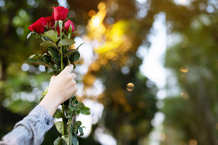 花园在情人节婚礼或浪漫爱情概念中充满欢快的年轻女手举起鲜花红玫瑰朵美丽的花朵而不是在情人节婚礼或浪漫情爱的概念中季节保持图片