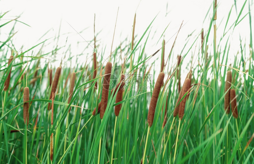 春天绿草和棕色花朵在白背景上隔绝的猫尾鱼树叶平坦狭窄而高大树枝上满是棕色青毛香肠形状丛纤维素图片