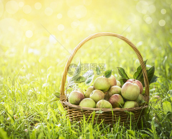农村素食主义者绿草和自然背景的篮子中新鲜苹果关上门园图片