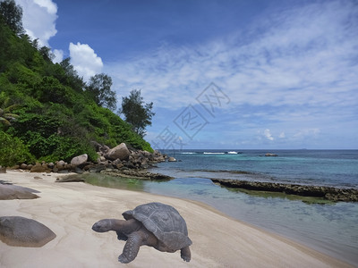 海景热带滩和巨龟湾风景亚达伯拉巨龟风景如画的沙滩大海普拉兰岛塞舌尔印度洋非洲热门旅游目的地热带岛屿海滩和巨龟塞舌尔海岸孤独图片