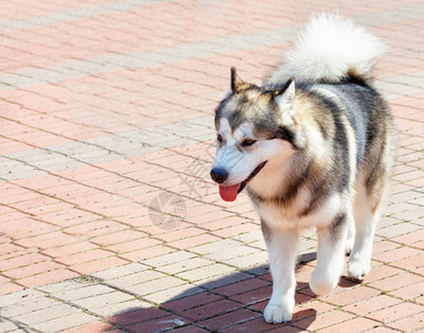 夏天阿拉斯加马穆特族的狗非常聪明外表看来像狼阿拉斯加马穆特有强大的身体和坚固而的生物体朋友优秀的图片