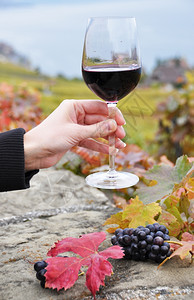 秋天簇生瑞士Lavaux地区红葡萄酒杯图片